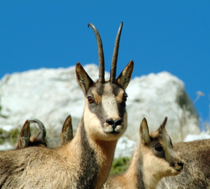 Camoscio d''Abruzzo Rupicapra pyrenaica ornata